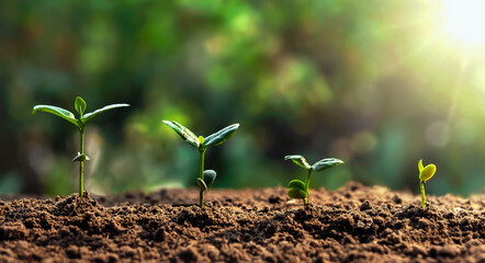 Wall Mural - soybean growth in farm with green leaf background. agriculture plant seeding growing step concept