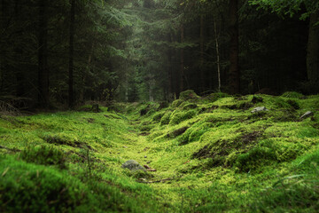 beautiful and peaceful forest with green moss covering the forest floor