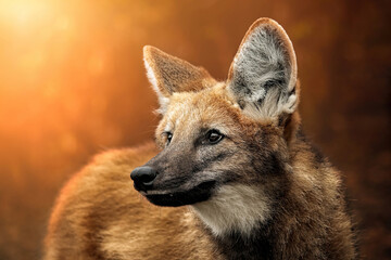 head portrait of a maned wolf (chrysocyon brachyurus)