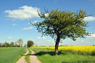 Canvas Print - Jakobsweg in Sachsen