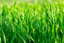 Eco Nature Background With Grass
