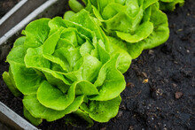 Fresh Organic Green Butterhead Lettuce Growing On A Natural Farm. Photosynthesis Salad Vegetables On The Soil In The Plantation. Chlorophyll Leaf Bio Concept.