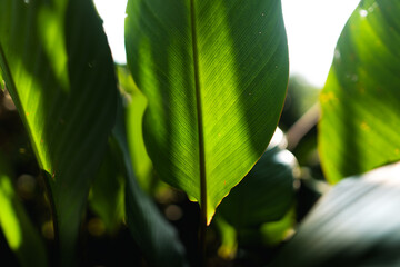 Poster - Young trees are growing on the soil in nature.