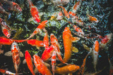 Fototapeta Do akwarium - Colorful fancy carp fish, koi fish