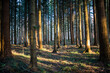 Wald Bäume Sonnenschein Sonnenlicht Natur Strahlen