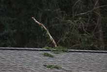 Large Fallen Tree Branch Stuck In Roof Shingles