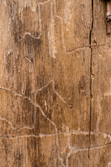 Wall Mural - old wood background texture of a tree