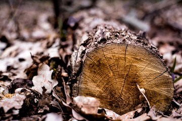 Wall Mural - a sawn tree among the leaves in the forest