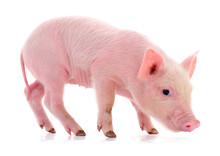 Small Pink Pig Isolated.