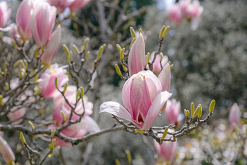 Wall Mural - pink magnolia flowers in spring