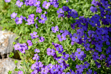 Wall Mural - purple bacopa flowers in garden