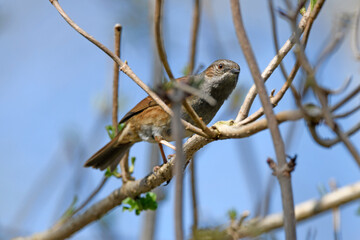 Wall Mural - Dunnock // Heckenbraunelle (Prunella modularis)