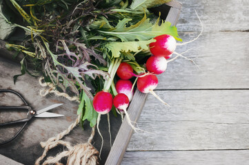 Wall Mural - bunch of radish on a rustic wooden background. The harvest of ripe juicy radishes from the city garden lies in a wooden box. Copy space. Top view