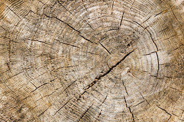 Tree cross section. Annual growth rings. Cracked wood background. Old weathered wooden texture. Gray wood scratches. Dry tree section pattern. Brown wood background. Dark tree pattern.