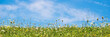 Photo of daisies and wildflowers in a meadow with blue sky. Panoramic summer background, green field and prairie, spring web banner