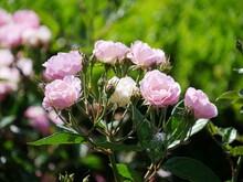 Medium Close Up Of Clusters Of Light Pink And White Roses In A Garden