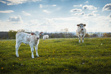 Wall Mural - Jeune veau blanc et marron devant sa mère dans la prairie.