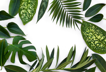 Wall Mural - Frame of tropical leaves ( Monstera, Dieffenbachia, branch palm, Ficus benjamina, Nerium oleander ) on a white background with space for text. Top view, flat lay