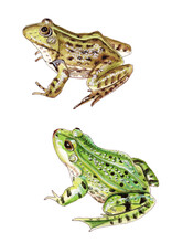 Watercolor Illustration Of Two Frogs In Green And Marsh Color Isolated On White Background