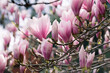 Magnolia kwitnąca wiosna, różowe kwiaty na gałęziach