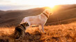 Siberian cat and Labrador dog walk at sunset in the mountains