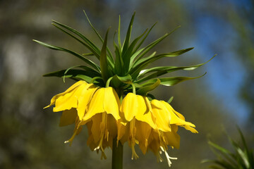 Strange yellow flower in spring time