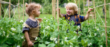 Portrait Of Two Small Children In Vegetable Garden, Sustainable Lifestyle.