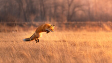 Red Furry Fox In A Jump For Prey In A Dry Yellow Field