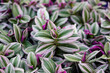 Tradescantia albiflora. This plant have succulent leaves, variegated pink, green and purple. This cultivar is the Tradescantia albiflora “Nanouk