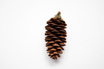 Pine cone isolated on white background