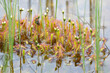 Sundew, beautiful long leaved (Drosera anglica) carnivorous plant with white flowers found in bog, Alaska, United States