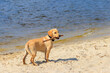 © olyasolodenko - Cute labrador retriever puppy playing with stick on a sandy beach