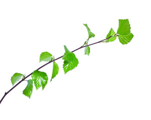 Wall Mural - Spring branch of birch tree eith young green leaves isolated on white background.
