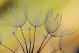 Fototapeta Dmuchawce - Abstract dandelion flower background. Seed macro closeup. Soft focus. Vintage style