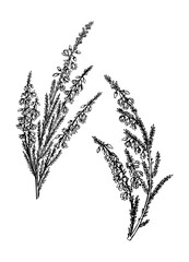 hand sketched heather illustrations. vintage summer florals drawing. traditional plant of scotland. 