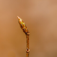 Macro close up of a sugar maple (Acer saccharum) bud in spring getting ready to blossom. Selective focus, background blur and foreground blur
