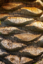 Palm Tree Stem Detail Bark Texture
