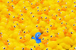 Unique blue toy duck among many yellow ones. Standing out from crowd, individuality and difference concept