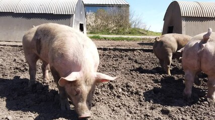 Canvas Print - Agriculture porcs cochon elevage viande bio plein air Wallonie Belgique