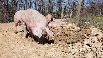 Poster - Agriculture porcs cochon elevage viande bio plein air Wallonie Belgique