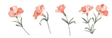 Set Of Differents Alstroemeria Flowers On White Background.