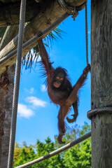 Poster - Orangutan Playing at the Zoo