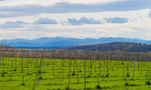 A Vermont Vineyard In Spring Looks Towards The Adirondack Mountains In New York 
