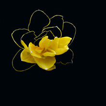 Bright Abstract Yellow Flower On A Black Background For Applying Prints On Clothes And Bags