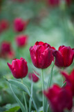 Fototapeta Tulipany - Closeup of red tulips in a public garden