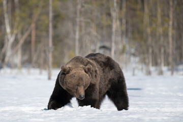Wall Mural - Wild male Brown bear walking in the snow in winter forest in Finland near Russian border