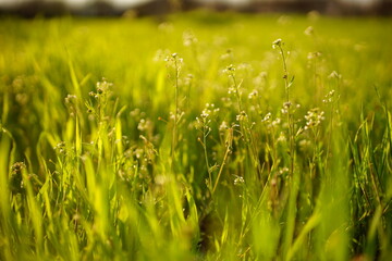 Wall Mural - Amazing natural background with wild white flowers among the spring green grass in sunny day