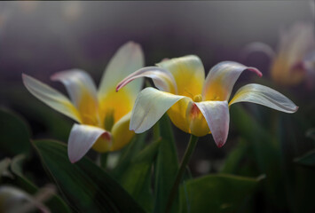 Sticker - Colorful sunny spring meadow. Bright red and yellow tulip buds and fresh green leaves, warm May day and sunny weather	