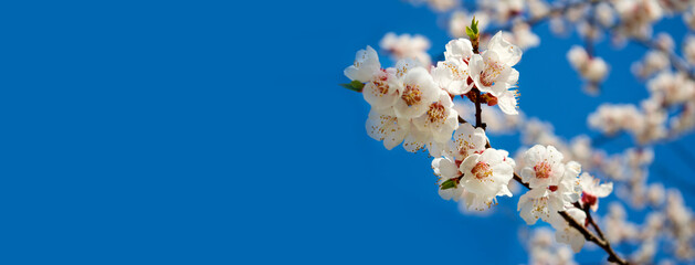 beautiful white flowers in the garden on  blue sky  background