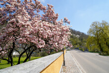Magnolia Tree In Full Bloom Photographed In April In Bavaria